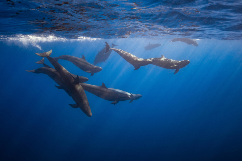 Kill Time With Killer Whales | Alamy Stock Photo by Cultura Creative Ltd/Romona Robbins Photography