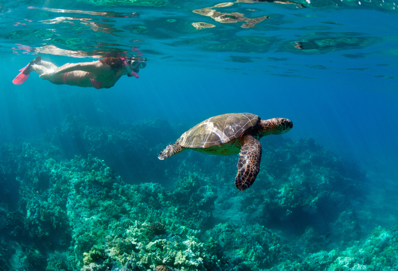 Hay muchas especies de tortugas marinas | Getty Images Photo by M.M. Sweet Creative