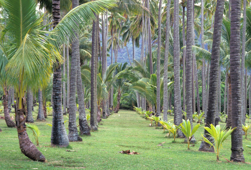 ¿Qué pasó con el Coco Palms Resort? | Alamy Stock Photo by Photo Resource Hawaii/Franco Salmoiraghi