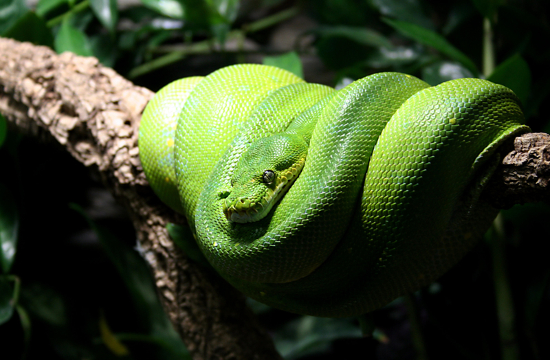 No se permiten serpientes | Alamy Stock Photo by Panther Media GmbH/igo-lounge