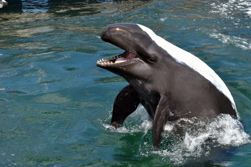 Las orcas hawaianas no son asesinas | Alamy Stock Photo by Animal Stock