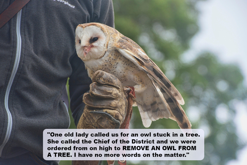 Owl Prowl | Alamy Stock Photo