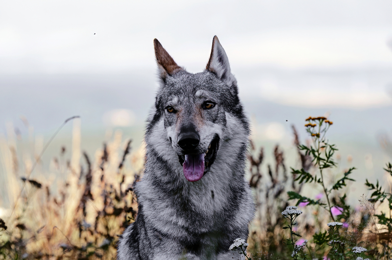 Czechoslovak Wolfdog | Shutterstock Photo by Johana Mlichova