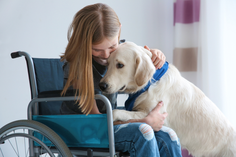 Service Dogs Help The Disabled | Shutterstock Photo by Africa Studio