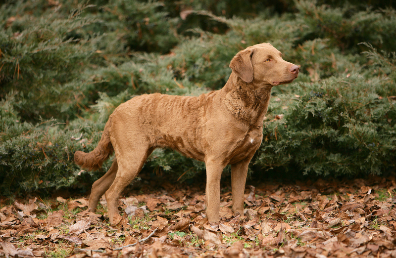 Chesapeake Bay Retriever | Shutterstock Photo by Ricantimages