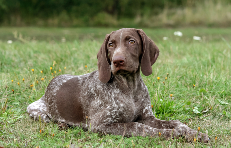 German Shorthaired Pointer | Shutterstock Photo by EvaHeaven2018