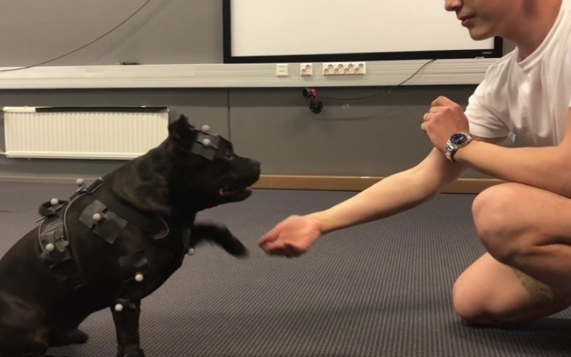 This Staffordshire Bull Terrier Helps Video-Game Animators | Twitter/@remedygames