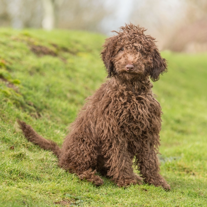 Labradoodle | Alamy Stock Photo by Farlap