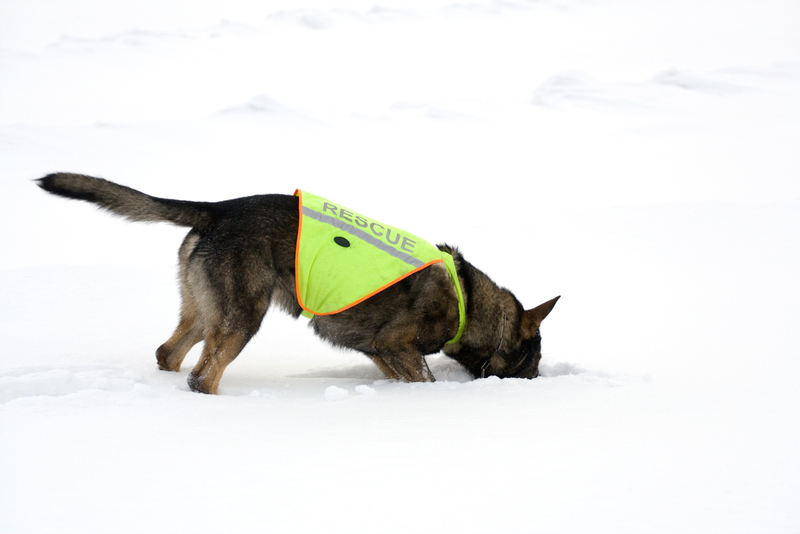 This Dog Squad Rescues People | Shutterstock Photo by Nikolai Tsvetkov