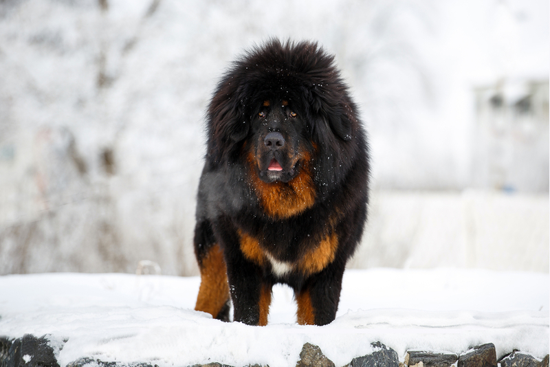 Tibetan Mastiff | Shutterstock Photo by Tatyana Kuznetsova