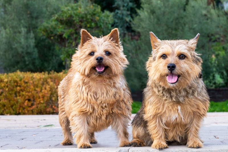 Norwich Terrier | Shutterstock