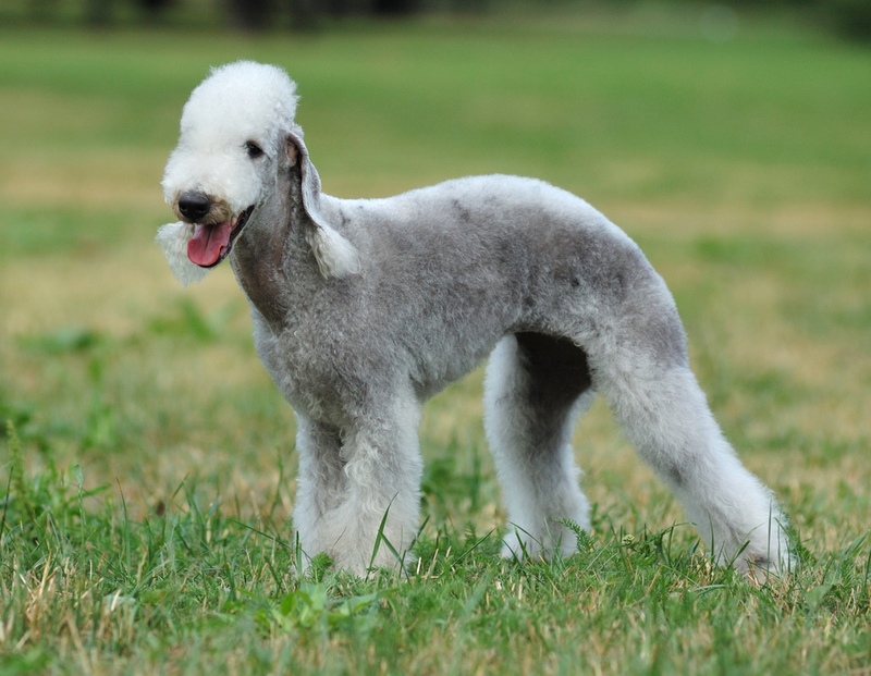 Bedlington Terriers | Shutterstock