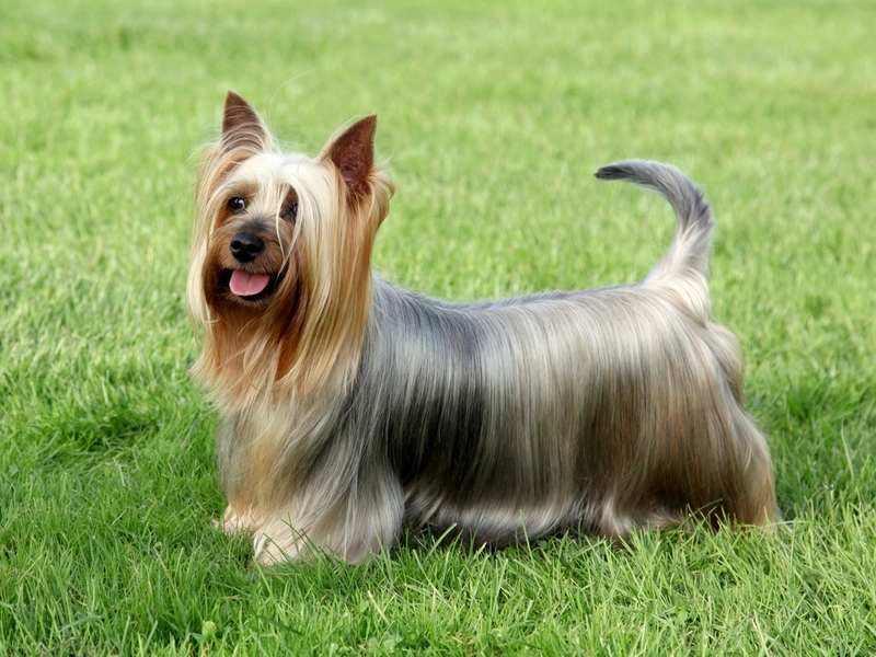 Australian Silky Terrier | Shutterstock