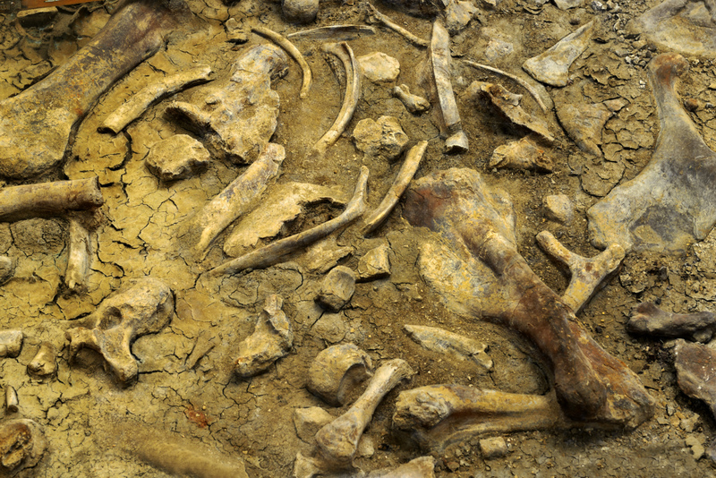All Fossils in Canada Belong to The Queen | Shutterstock