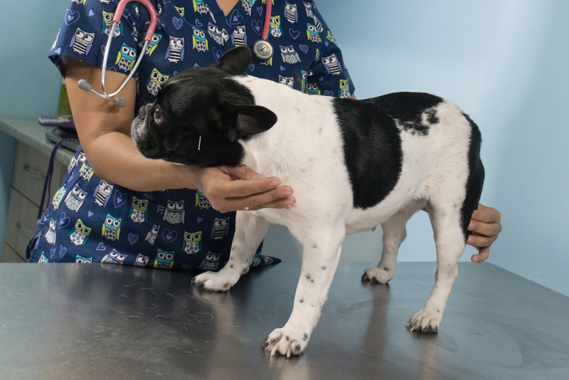 Veterinary Acupuncturist | Shutterstock
