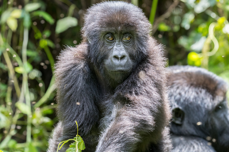 Gorilla Fund Board Member | Shutterstock