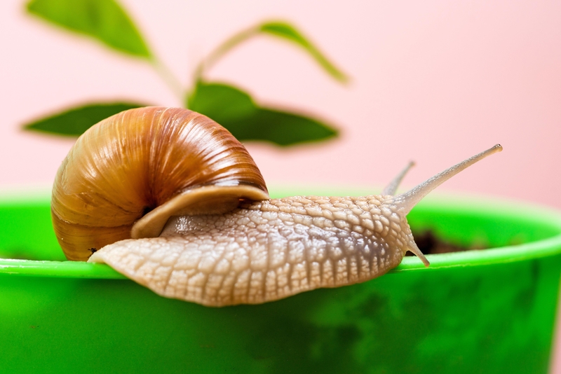 Snail Deterrent | Alamy Stock Photo by Volodymyr Tverdokhlib
