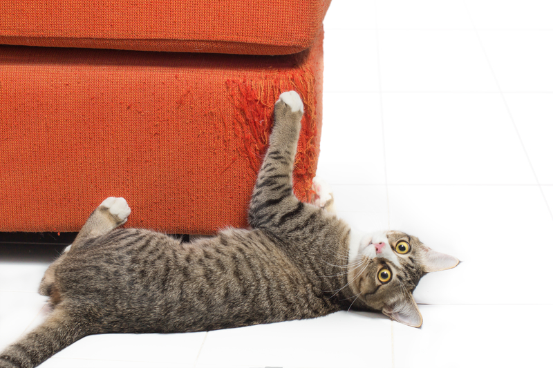 Cat Scratch Fever | Getty Images Photo by noreefly