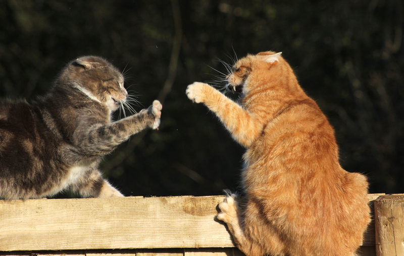 Cat Fights Meoooow! | Alamy Stock Photo by Turnip Towers 