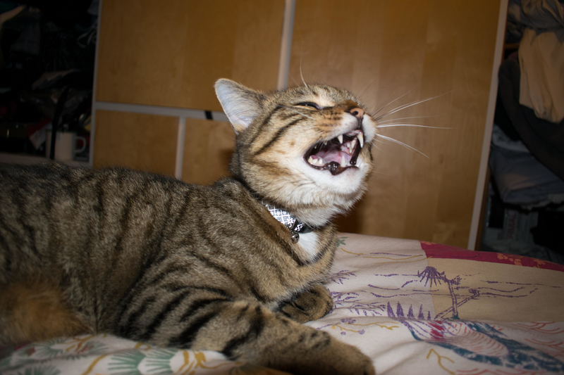 Creepy Cat Calls | Alamy Stock Photo by Keanu Ollier 