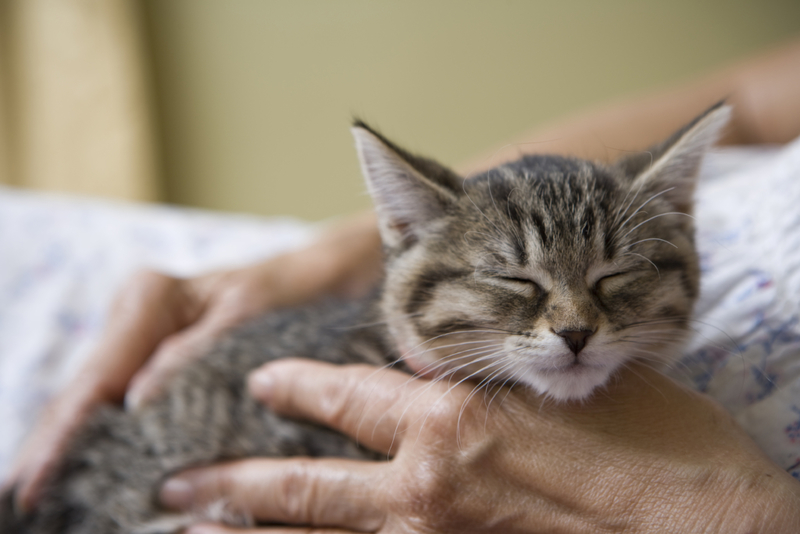 Purring | Getty Images Photo by michellegibson