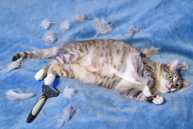 Cough Up Hairballs | Getty Images Photo by Andrey Zhuravlev