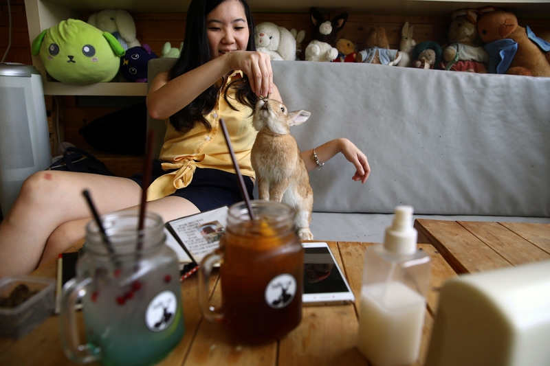 Bunny cafes | Alamy Stock Photo by REUTERS/Athit Perawongmetha
