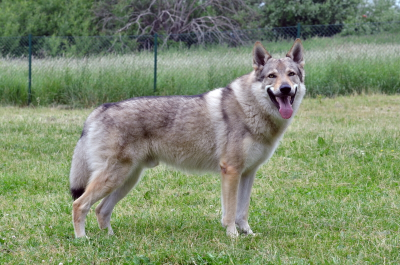 The Czech Wolf Dog | Shutterstock