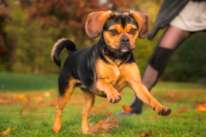 The Puggle | Shutterstock