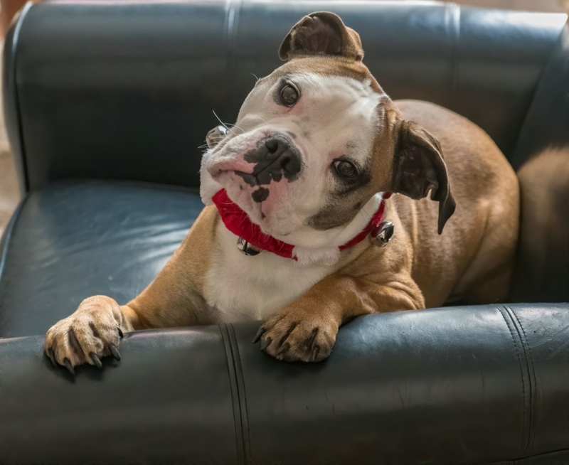 The Valley Bulldog | Shutterstock