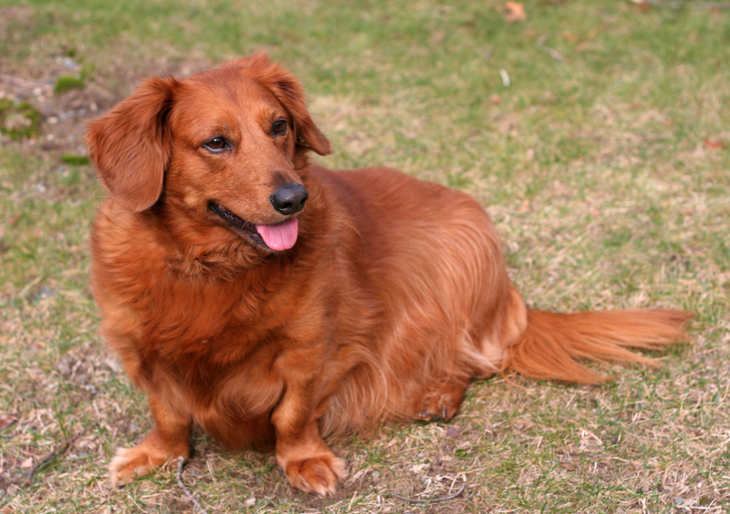 The Golden Weiner Dog | Shutterstock