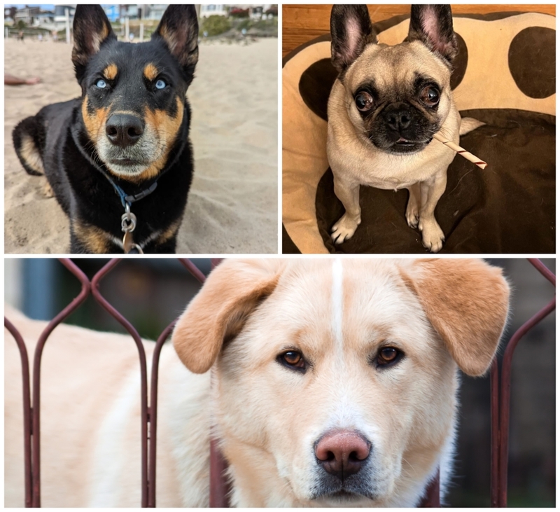 Designer Dogs: The Coolest Cross-Breeds Ever Created — Part 2 | Instagram/@coolhandlukethefrug & Instagram/@luna_tuna_the_rottsky & Shutterstock