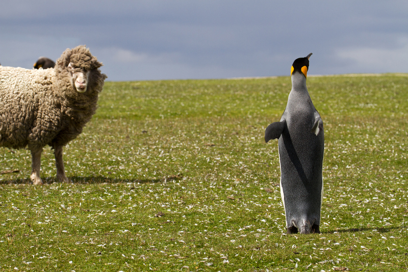 In the Meantime in the Falkland Islands | Shutterstock