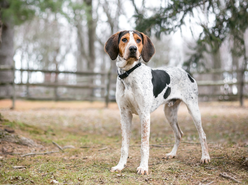 Coonhound | Shutterstock Photo by Mary Swift
