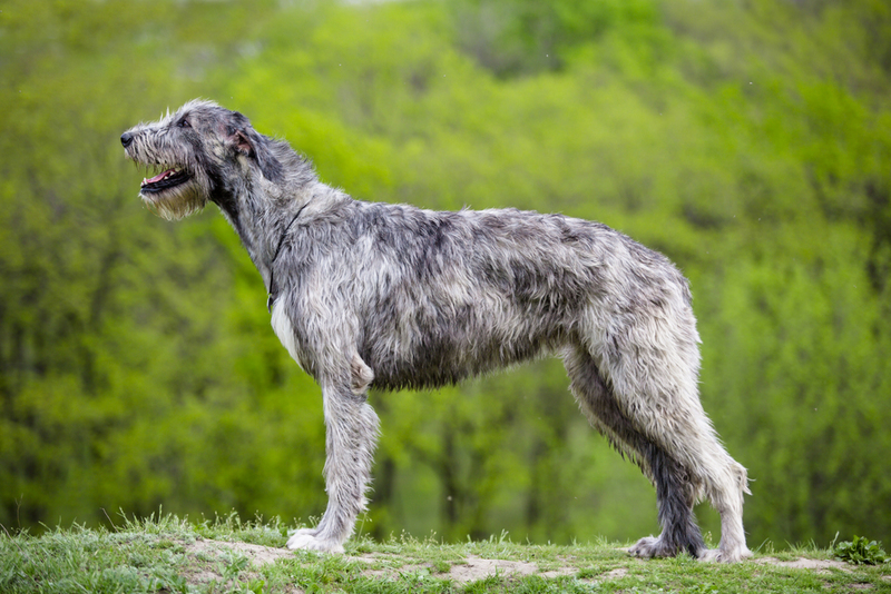 Irish Wolfhound | Shutterstock Photo by Viktoriia Bondarenko