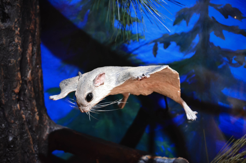 Flying Squirrels | Shutterstock Photo by andysartworks
