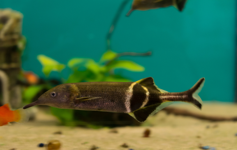 Elephantnose Fish | Shutterstock Photo by Vladislav_Bagneyuk