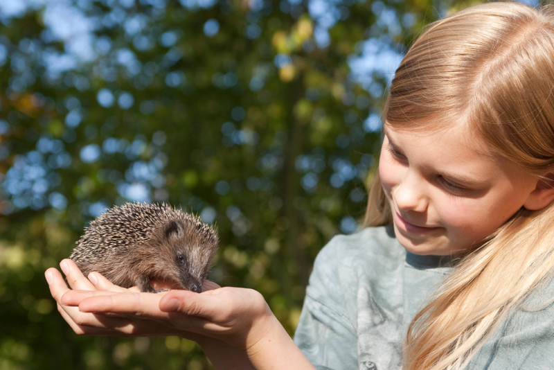 Hedgehogs | Alamy Stock Photo by Frank Hecker
