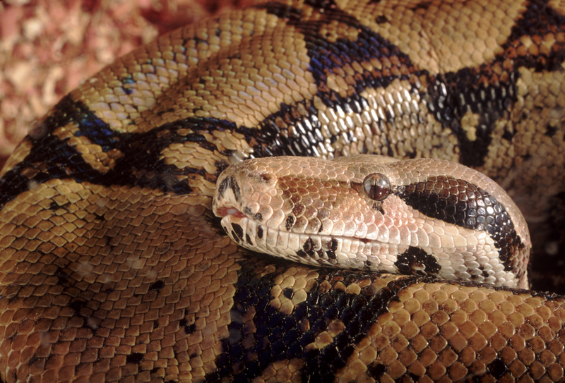 Boa Constrictor | Getty Images Photo by Brownie Harris