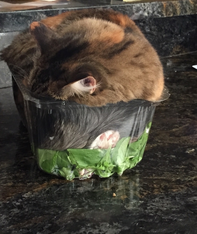 There’s a Hair in Your Salad | Imgur.com/Burritoworld