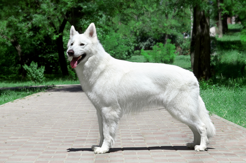 White Swiss Shepherd Dog | Xolodan/Shutterstock