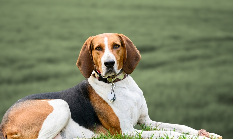 American English Coonhound | Adithya_photography/Shutterstock 