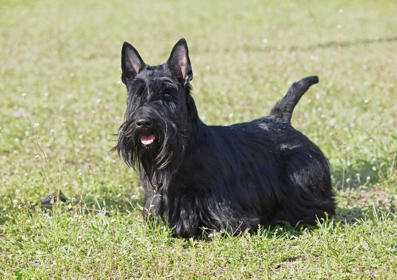 Scottish Terrier | Plotitsyna NiNa/Shutterstock