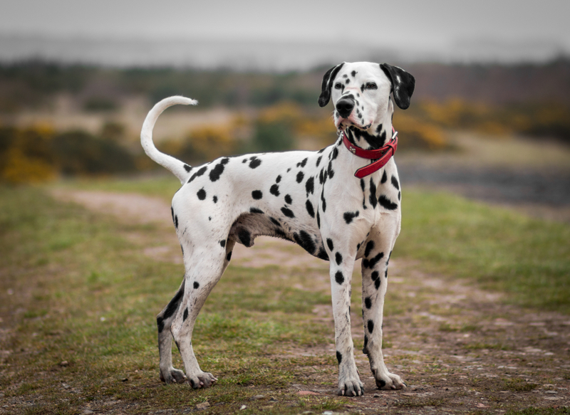 Dalmatian | Beth James/Shutterstock 