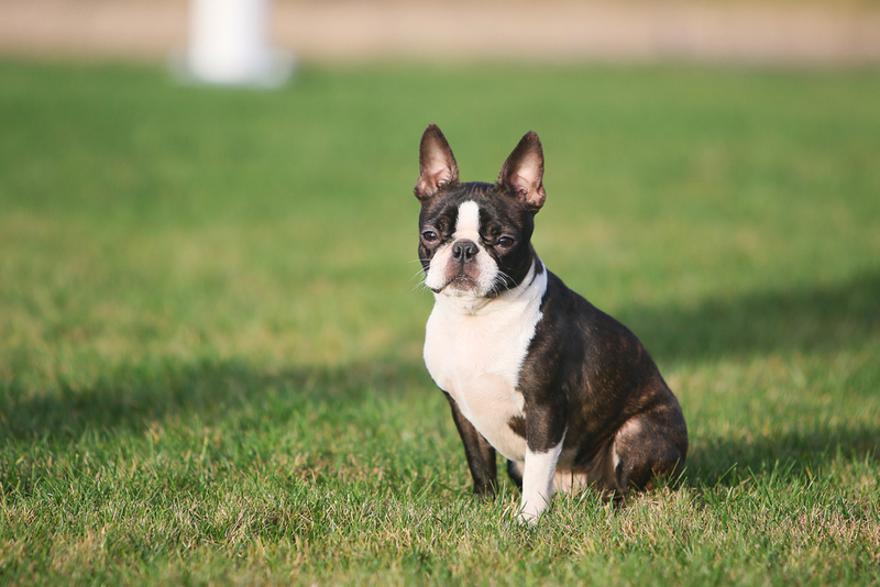 Boston Terrier | Zita Ile/Shutterstock