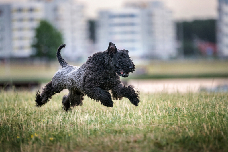 Kerry Blue Terrier | Osetrik/Shutterstock