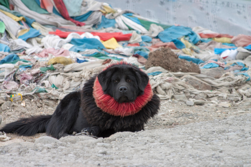 Tibetan Mastiff | Alamy Stock Photo by PAUL(PIBS)DAVIES