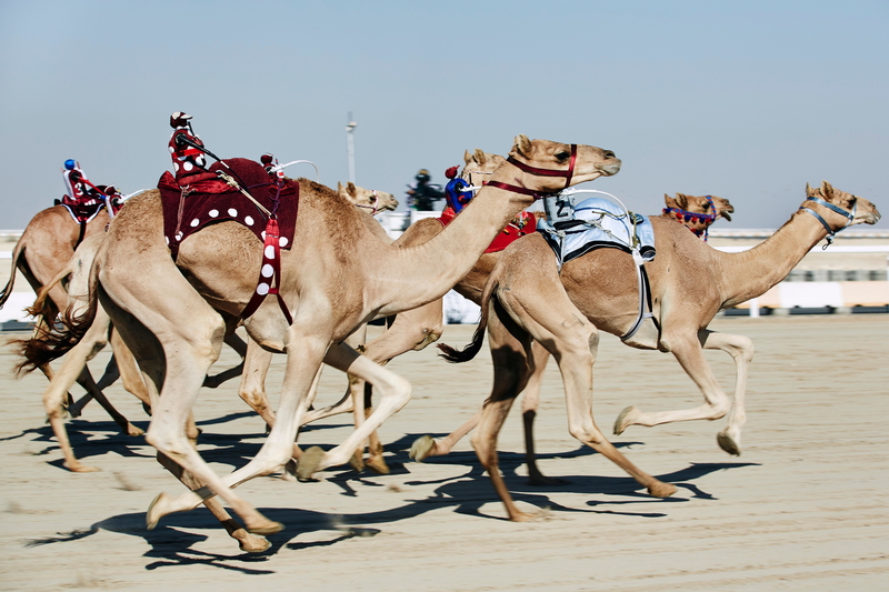 Where Robot Jockeys Race Camels | Alamy Stock Photo