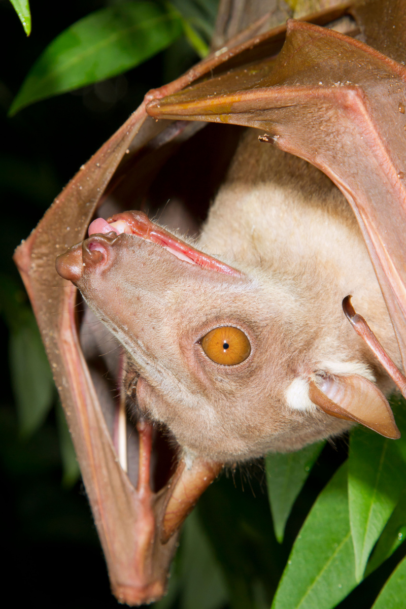 Hammer-Headed Bat | Alamy Stock Photo