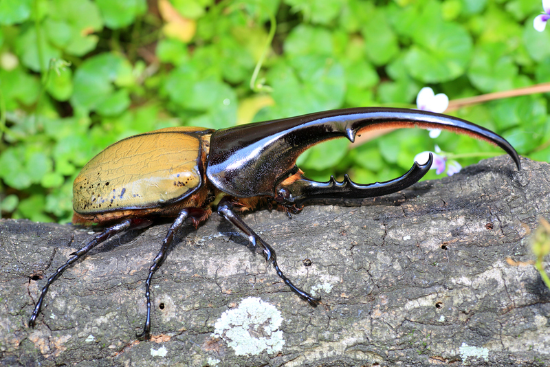 Hercules Beetle | Shutterstock